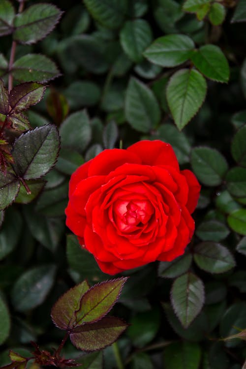 Blooming Red Rose in the Garden