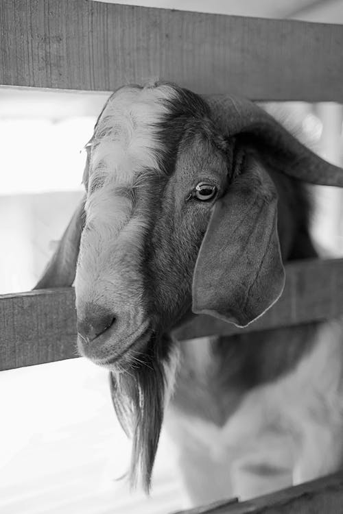 Fotos de stock gratuitas de animal, barbas de chivo, blanco y negro