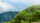 mountain flower