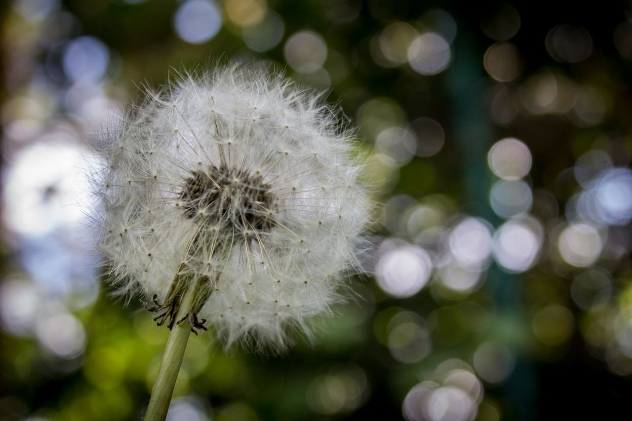 a detailed macro shot of a dandelion seed head against a soft bokeh ba