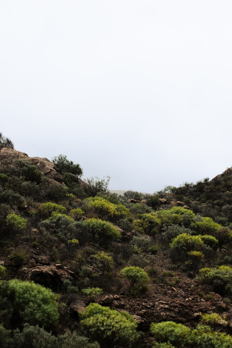 Plants On A Hill