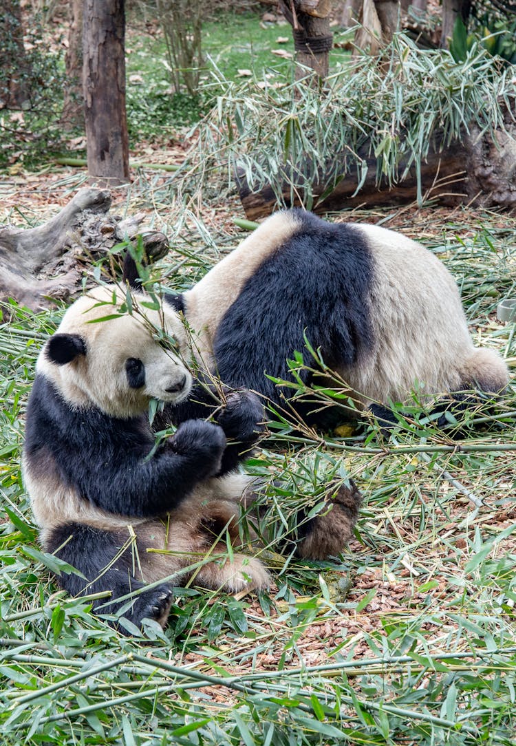 A Cute Panda Eating Leaves