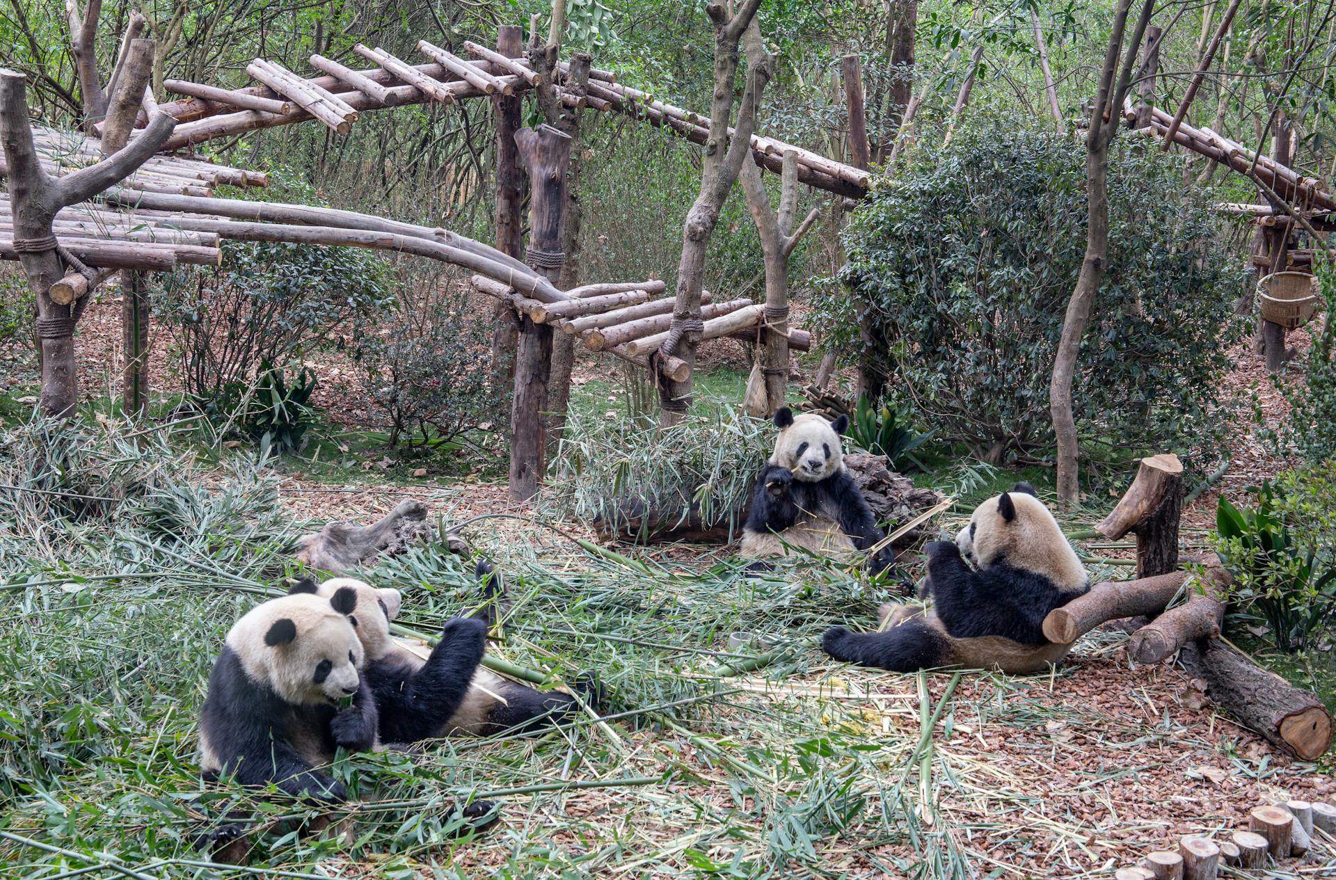 Photo of Adorable Pandas in a Reserve