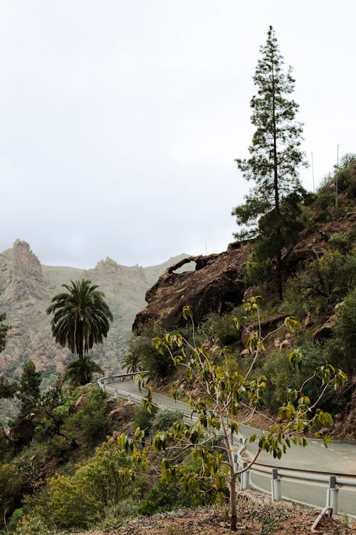 Foto profissional grátis de árvores, asfalto, estrada