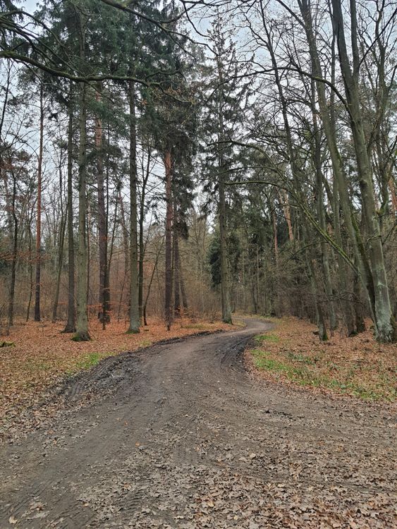 Photo of a Footpath in a Forest · Free Stock Photo