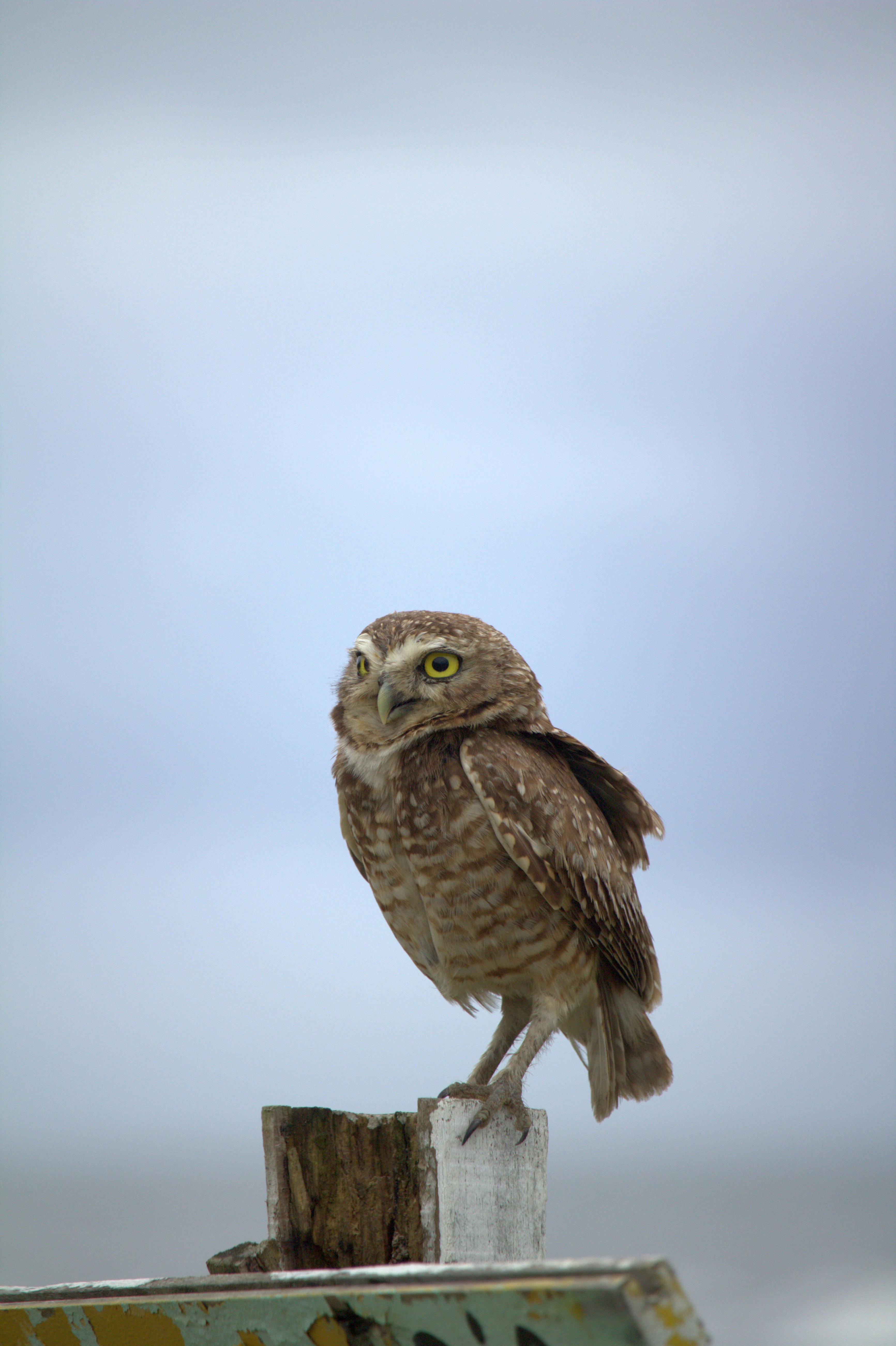 A burrowing owl perched outdoors in Guaratuba, Brazil, showcasing its distinctive plumage and piercing gaze.