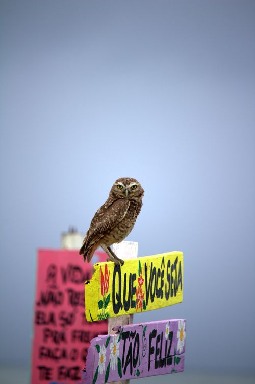 Free Burrowing owl on a vibrant sign in Guaratuba, symbolizing nature and culture. Stock Photo