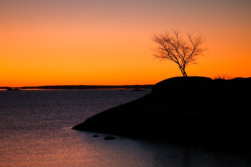 Free A dramatic silhouette of a bare tree against a vibrant twilight sky over the ocean in Stamford, CT. Stock Photo