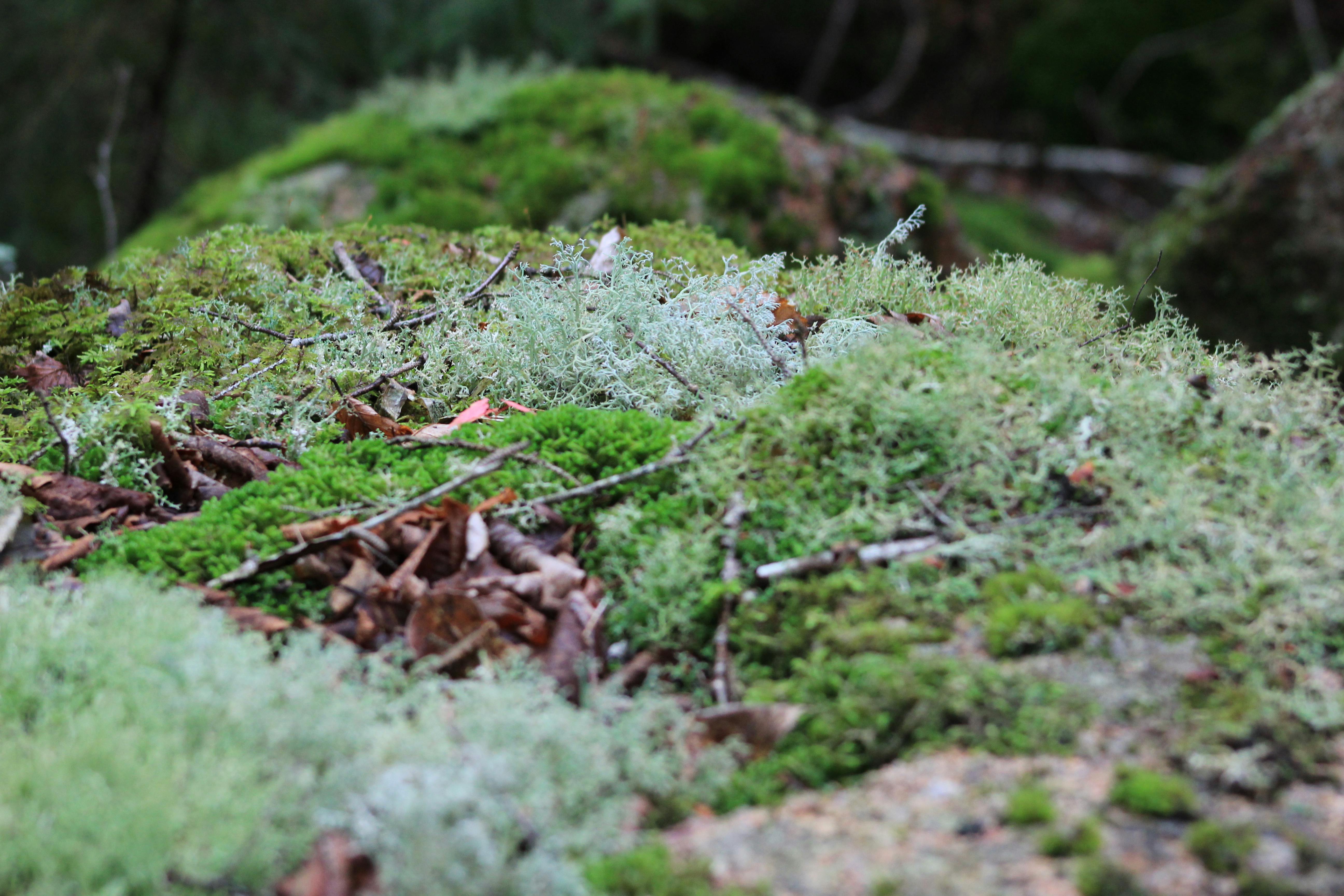Free stock photo of green, ground, moss