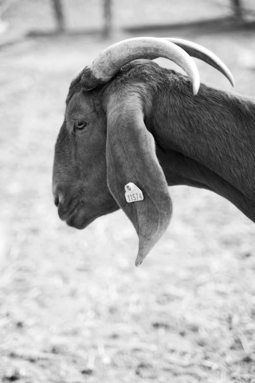 Side Portrait of a Goat 