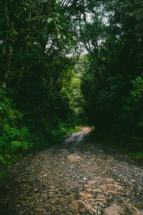 Free Tranquil dirt road surrounded by lush green forest in SP, Brazil. Stock Photo