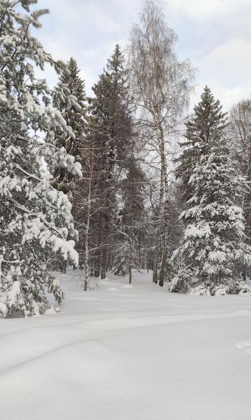 Free Tranquil winter scene of snow-covered forest with pine and birch trees. Stock Photo