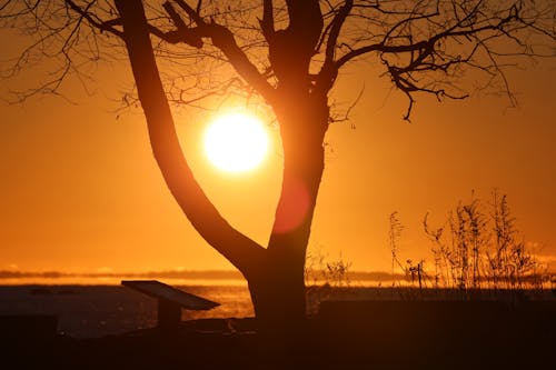 光禿禿的樹木, 剪影, 夕陽的顏色 的 免費圖庫相片