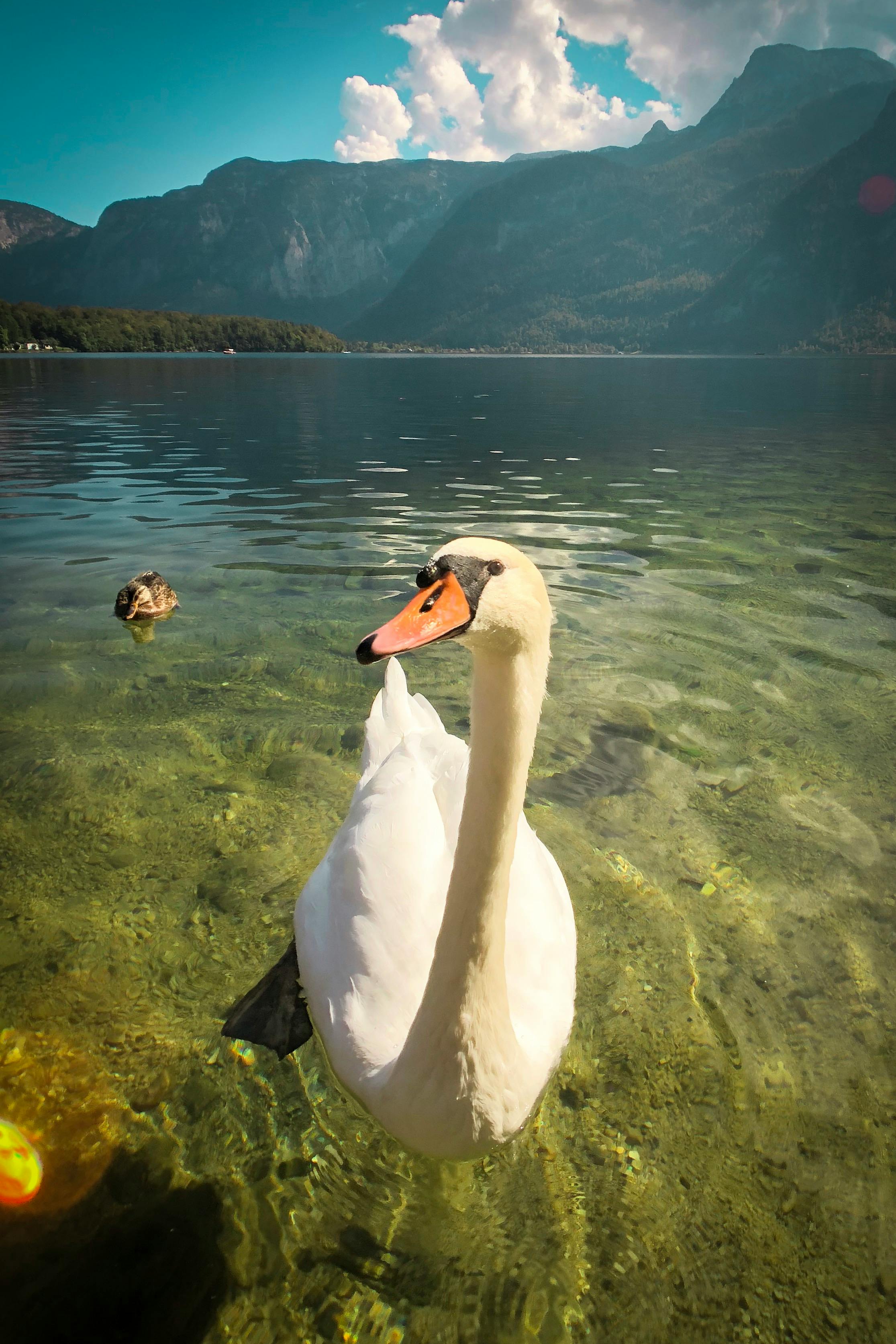 Iphoneの壁紙 Lake Mondsee アヒルの無料の写真素材