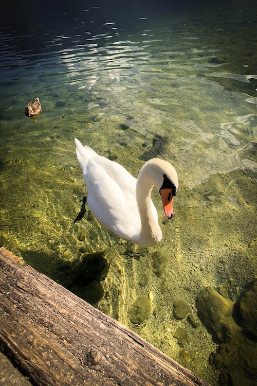 Free stock photo of austria, europe, lake mondsee