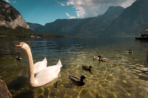 Free stock photo of austria, ducks, hungry