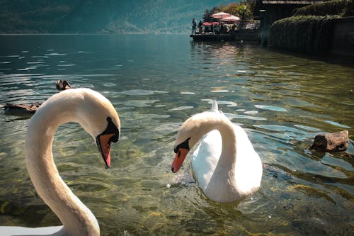 Free stock photo of austria, ducks, hungry