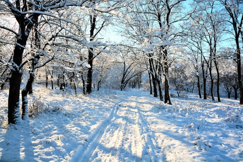 View of a Forest in Winter 