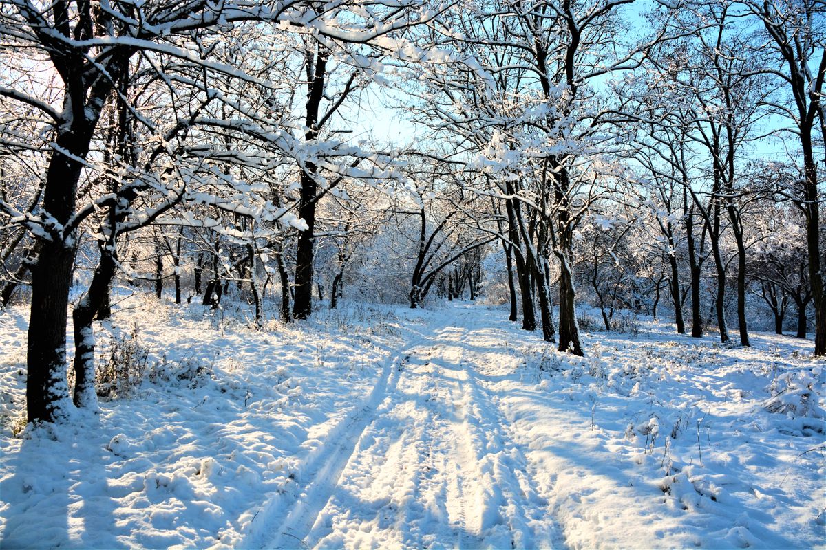A snow-covered forest path in Swedish Lapland — this is the terrain the dog sleds run through, silent except for the runners and panting huskies