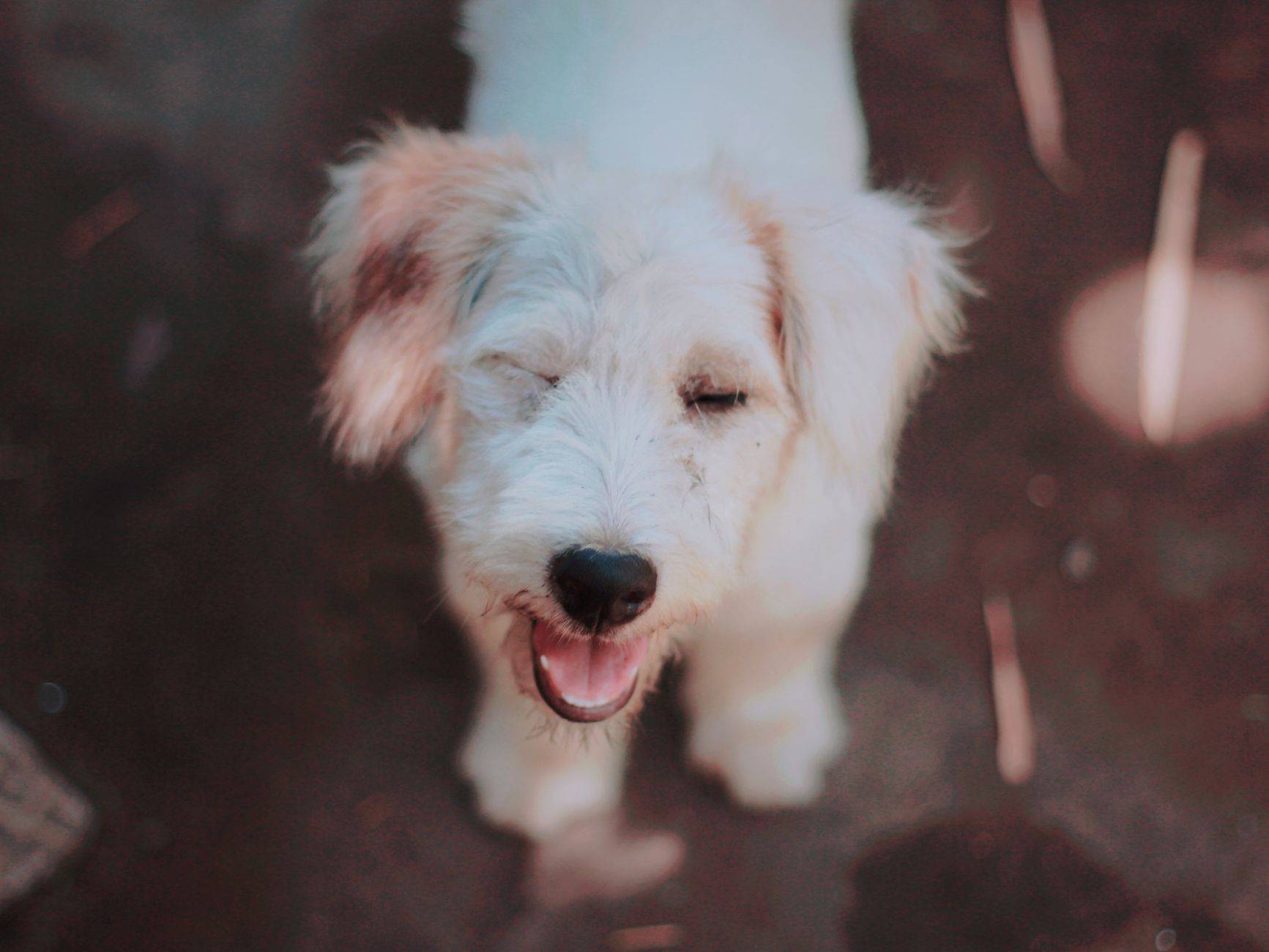 Healthcare and wellness consultation for a dog