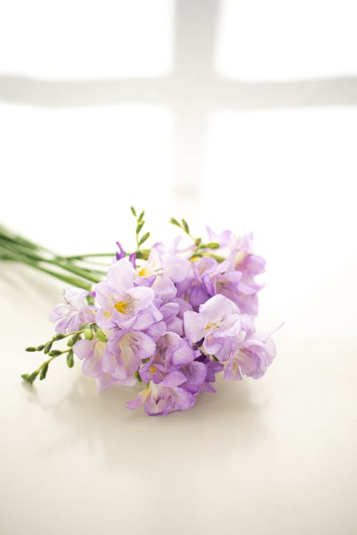 Fotos de stock gratuitas de arreglo floral, brillante, brotes