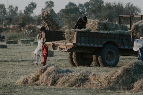 Free Farmers working together to load hay bales onto a truck in a rural field, showcasing agricultural life. Stock Photo