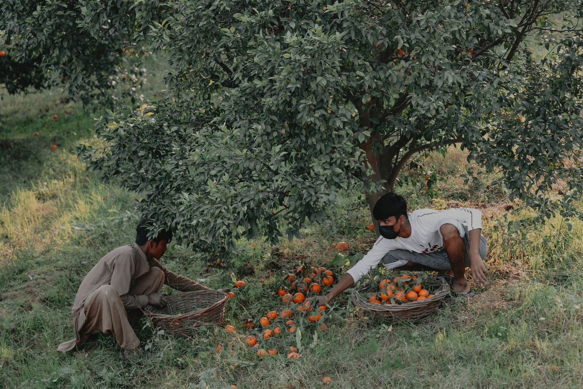 Two men picking oranges on a farm using baskets, showcasing rural agriculture.