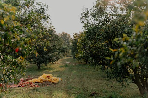 Fotobanka s bezplatnými fotkami na tému dedinský, farma, jablká