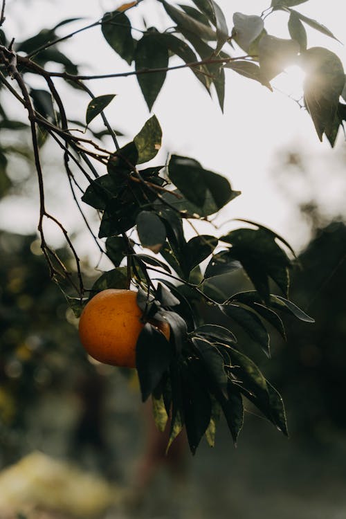 Close-up of an Orange on a Tree 