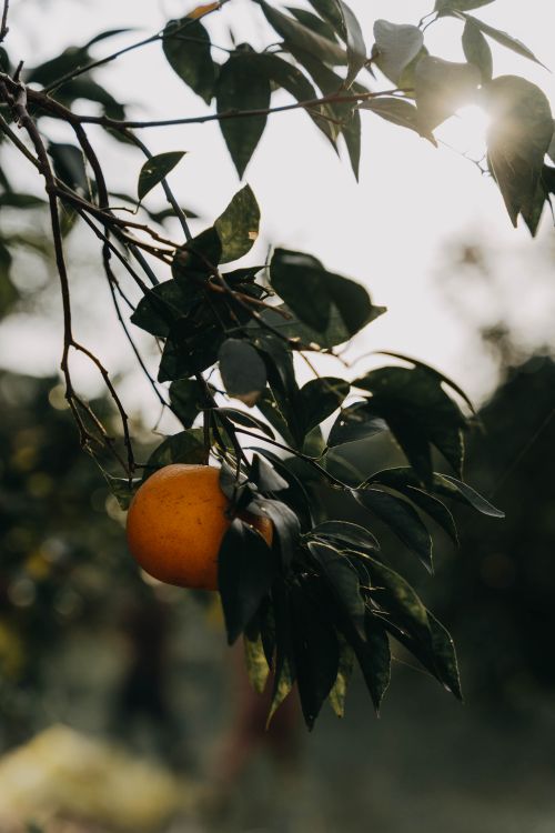 Free A ripe orange on a sunlit tree branch with natural backlighting and lush green leaves. Stock Photo