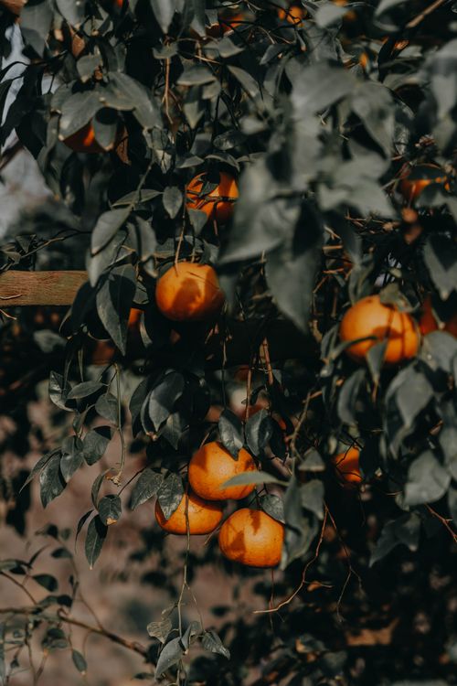 Free Close-up of ripe oranges hanging in a lush orchard, showcasing vibrant autumn foliage. Stock Photo