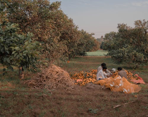 Δωρεάν στοκ φωτογραφιών με αγρόκτημα, Άνθρωποι, γεωργικός