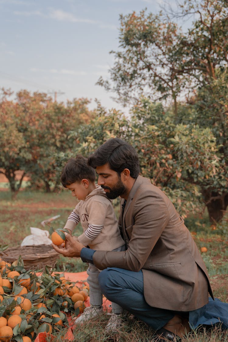 Father And Son Picking Oranges 