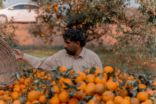 Kostnadsfri bild av apelsiner, bil, bondgård