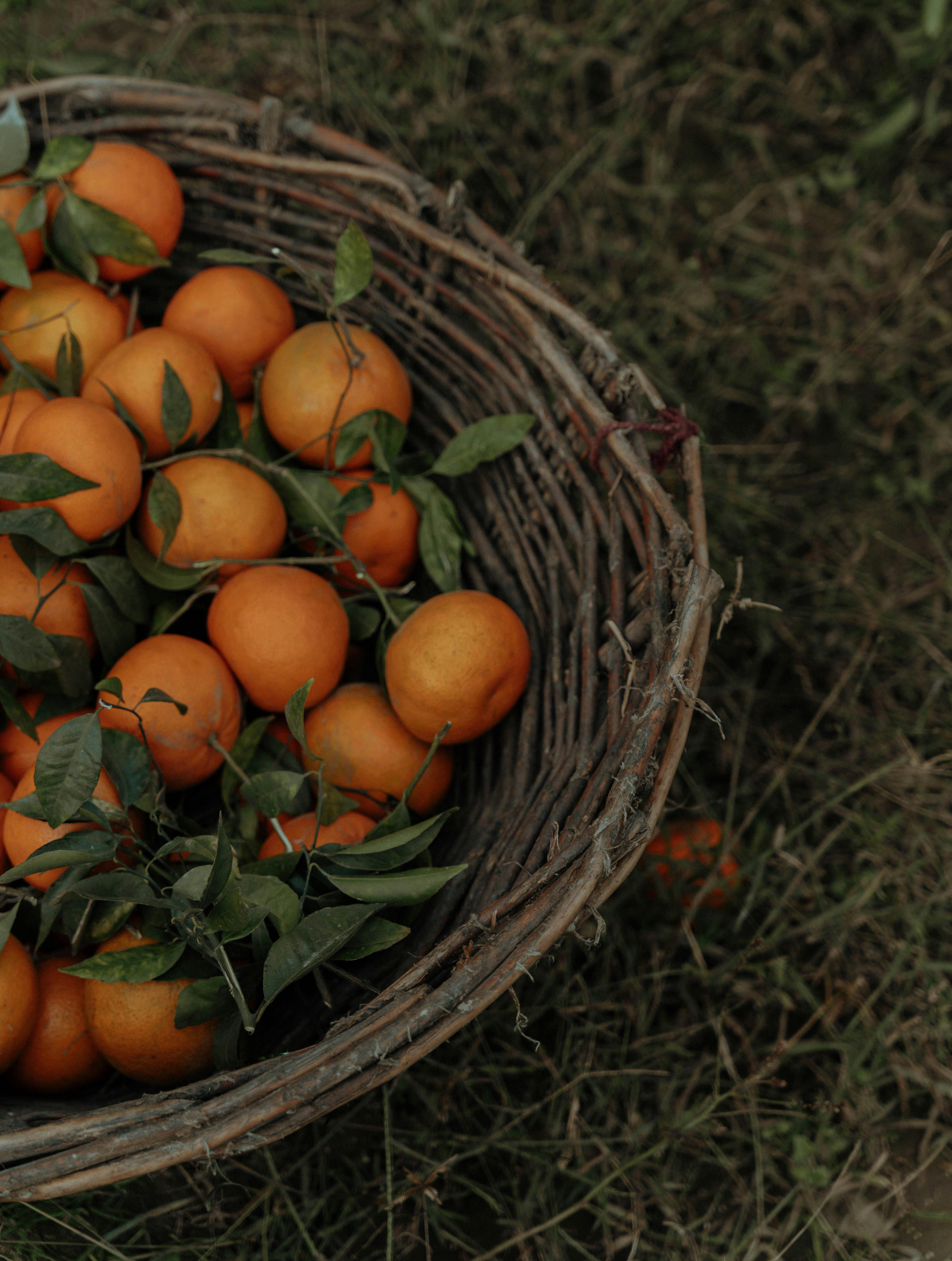 A rustic basket filled with freshly picked mandarins on a grassy field.