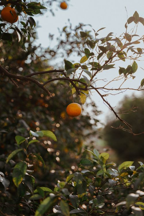 Free Close-up of ripe orange hanging on tree branch in sunlit orchard, surrounded by lush green leaves. Stock Photo