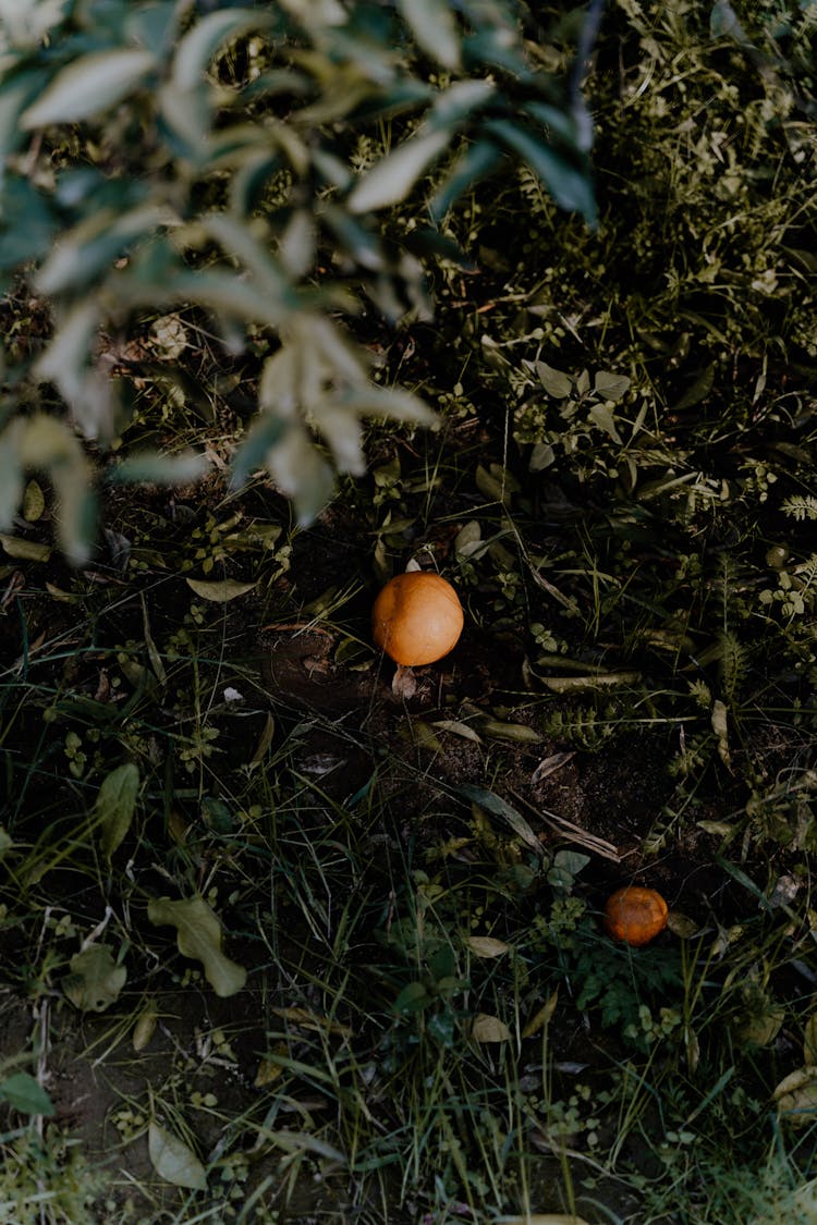 Oranges Lying On Grass