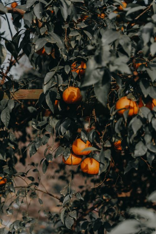 Free Close-up of ripe oranges hanging on a tree with dark green leaves, creating a vibrant natural scene. Stock Photo