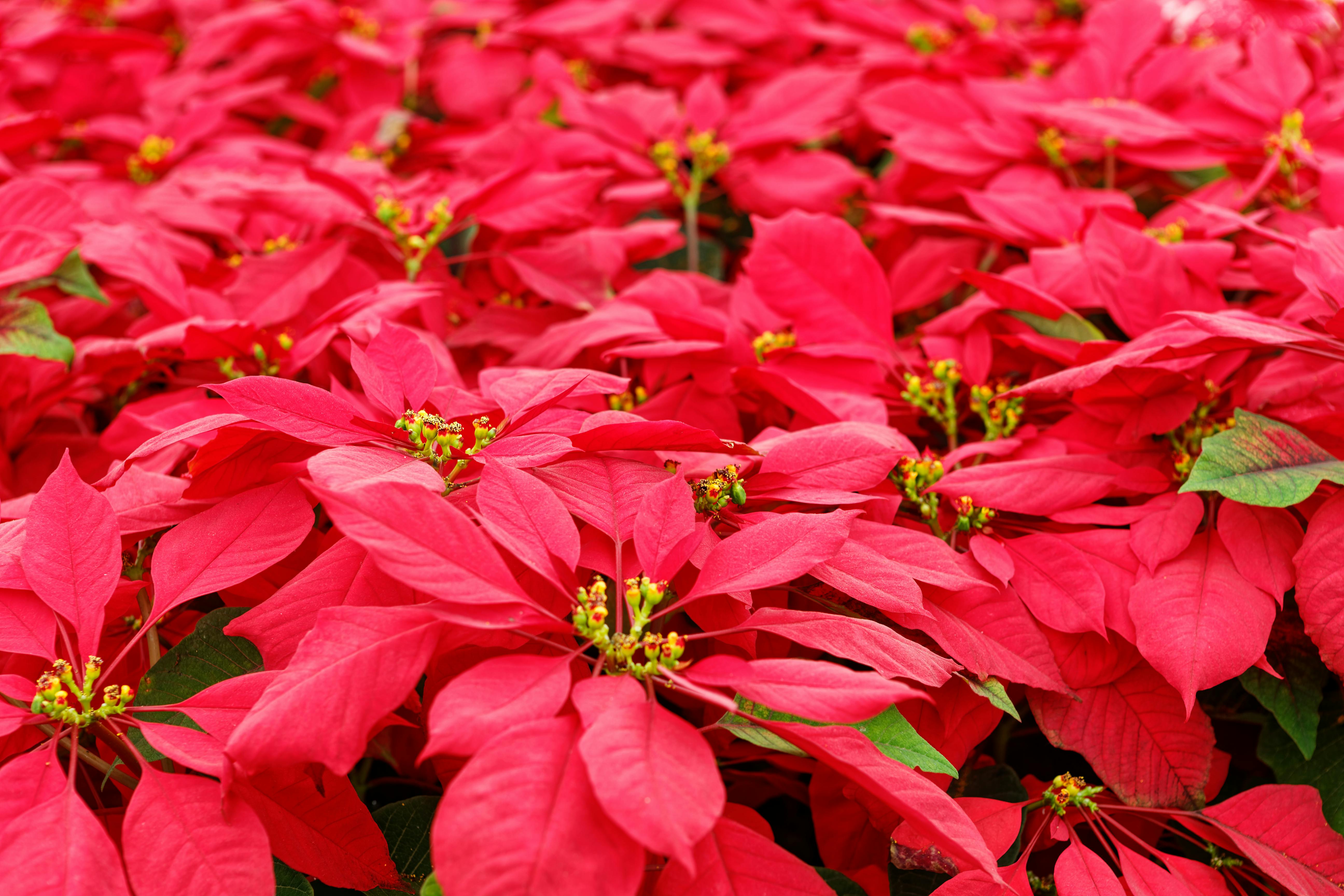 Close Up Photo of Poinsettias · Free Stock Photo