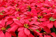 A close-up view of vibrant red poinsettias in bloom, showcasing holiday cheer.