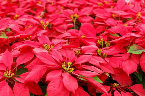 Free A close-up view of vibrant red poinsettias in bloom, showcasing holiday cheer. Stock Photo