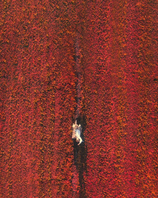 Woman Lying in Red Field in Countryside