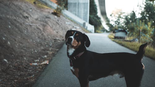 Kostenlos Hund Steht Auf Der Straße Stock-Foto
