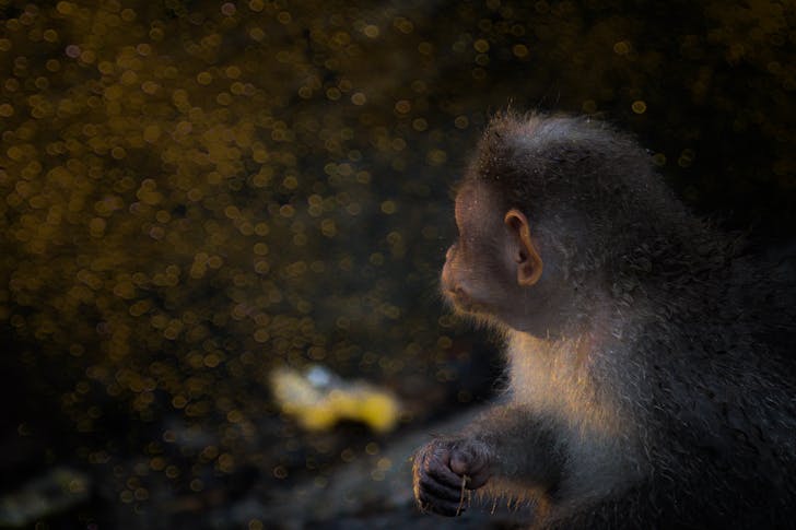 Free stock photo of animal, baby, girl