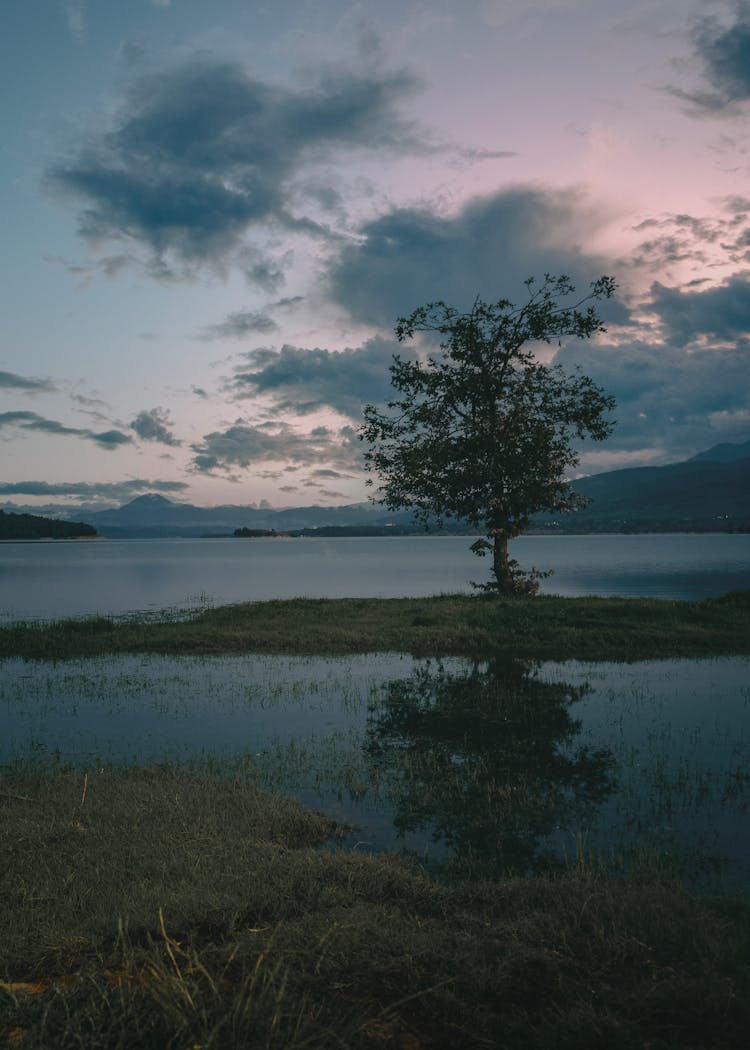 Single Tree By A Pond At Dusk