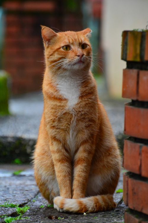 Free Adorable ginger tabby cat sitting outdoors with a curious expression. Stock Photo