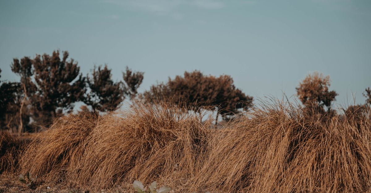 Miscanthus : Culture, Entretien et Variétés 2026