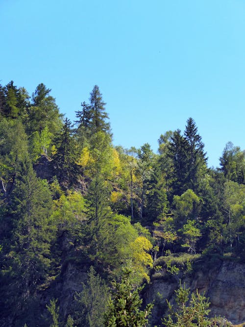 Gratis Fotos de stock gratuitas de árboles verdes, cielo azul, conífera Foto de stock
