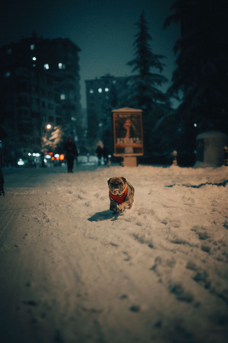 Gece şehirde karda koşan bir pug