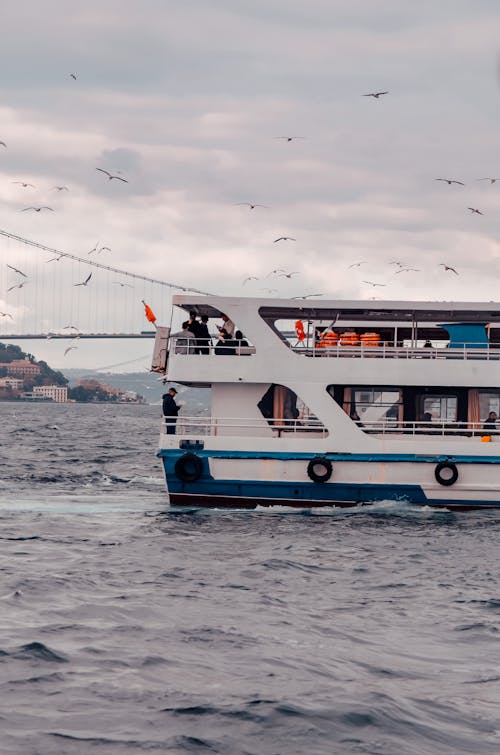 伊斯坦堡, 動物, 博斯普魯斯 的 免費圖庫相片